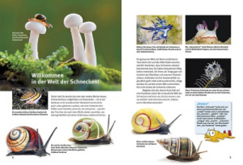 Preview: Entdecke die Schnecken